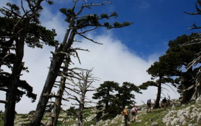 Nei Pini Loricati la storia dei cambiamenti climatici